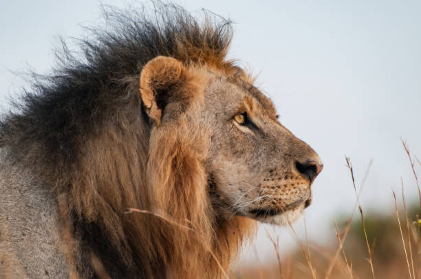 istock Male Lion alert for breakfast 1005715502