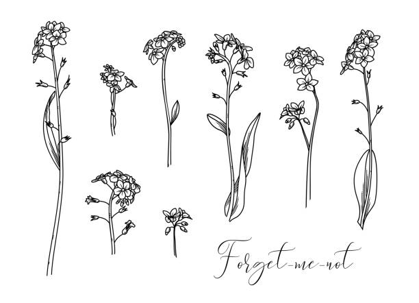 Myosotis sylvatica or forget-me-not. Vector linear illustration of woodland flowers isolated on white background. Some variations. myosotis sylvatica stock illustrations