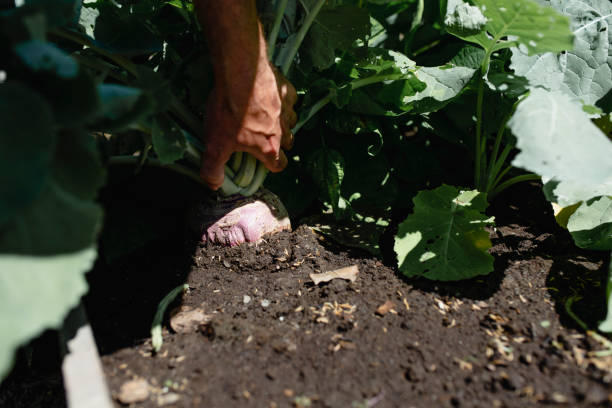 istock A mature man who is gardening 1005721036