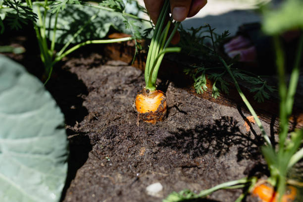 istock A mature man who is gardening 1005721038