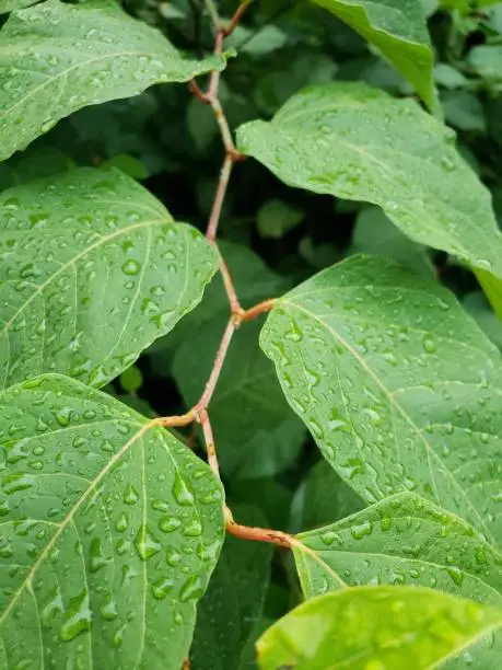 Photo of Leaves on a zig zagging branch.