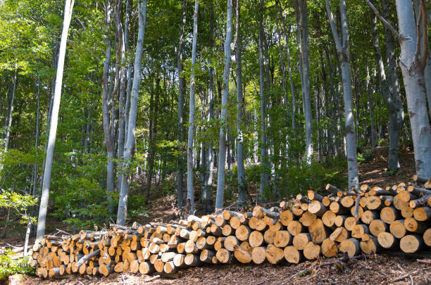 istock Wooden Logs with Forest on Background. Beech Forest. 1005723558