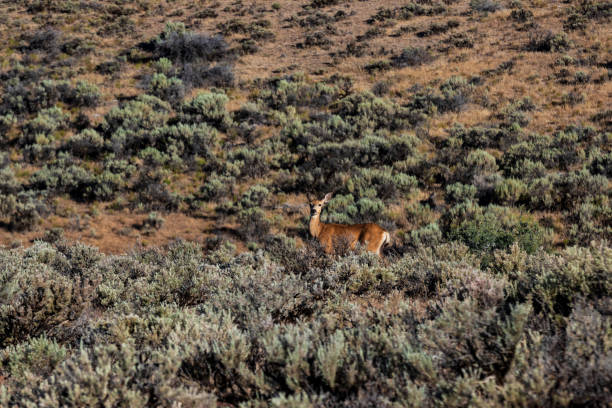 istock Palouse desert deer standing in the brush next to a hill 1005725810