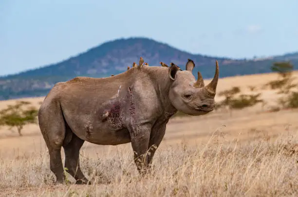 Black Rhino with Ox Pecker help with removing parasites in the private Solio game preserve.