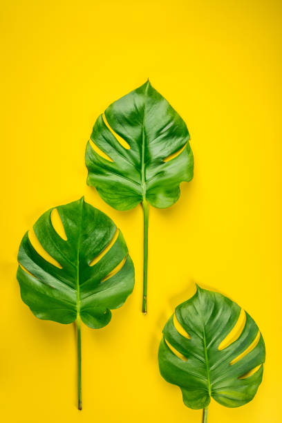 istock Tropical monstera leaves on yellow background 1005735466