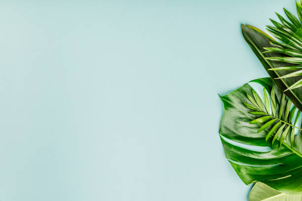 istock Tropical leaves and flowers on blue background 1005735468