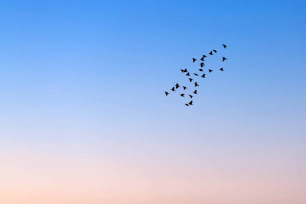 istock Flock of birds 1005735754