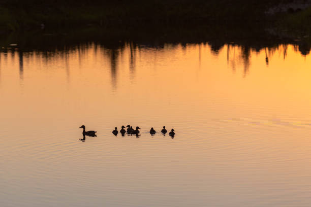 Family of ducks swiming in the water in sunset light