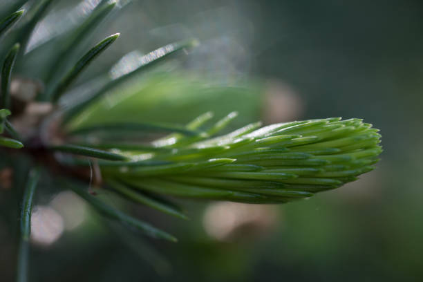 macro waterdrops