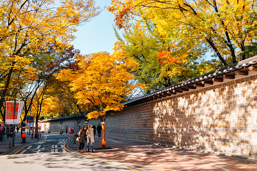 Seoul, Korea - November 9, 2016 : Deoksugung stonewall walkway with autumn maple