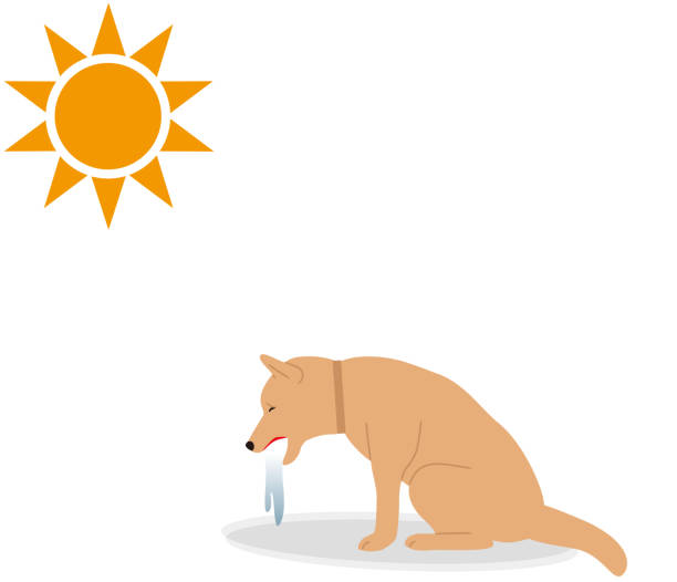 Symptoms Of Heat Stroke In Dogs vomiting Stock Illustration - Download  Image Now - Dog, Hyperthermia, Dehydration - iStock