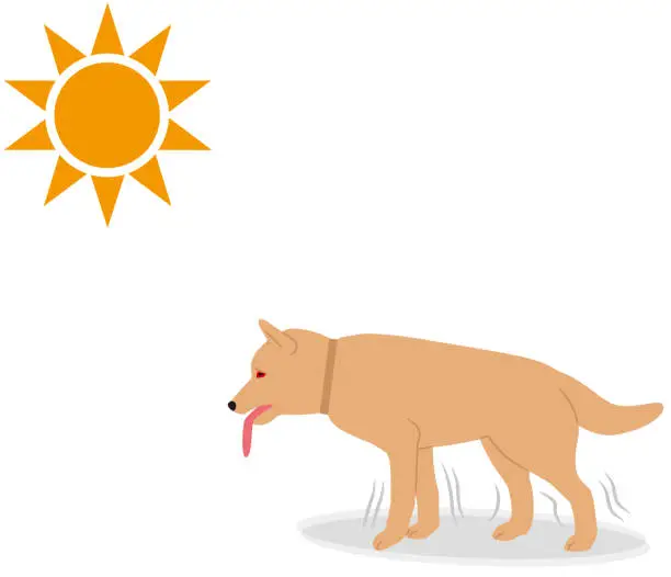 Vector illustration of Symptoms of heat stroke in dogs.Wandering.
