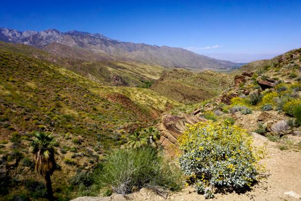 砂漠の風景に黄色の brittlebush - brittlebush ストックフォトと画像