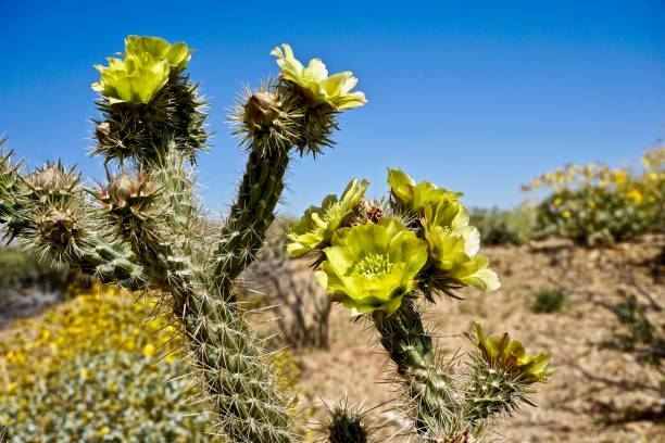 istock cactus with yellow flowers in desert 1005748410