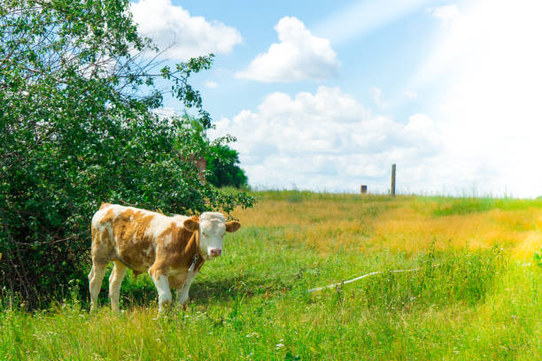 Calf in the pasture. A pet from a home farm.