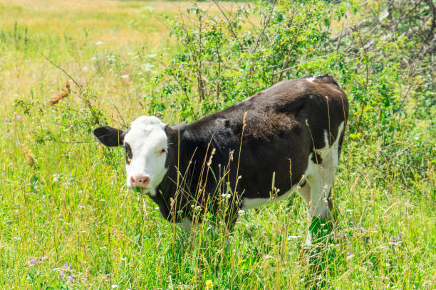 istock Calf in the pasture. A pet from a home farm. 1005756410