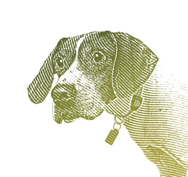 ilustrações de stock, clip art, desenhos animados e ícones de pointer dog in animal shelter hoping to be adopted - white background distraught worried close up