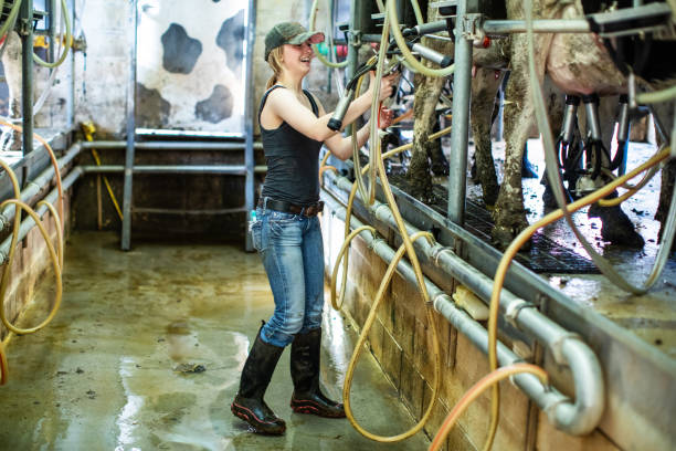 istock Girl working in a dairy farm milking room 1005760738