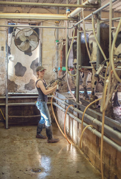 istock Girl working in a dairy farm milking room 1005760742