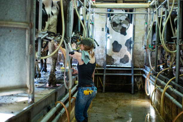 istock Girl working in a dairy farm milking room 1005760778