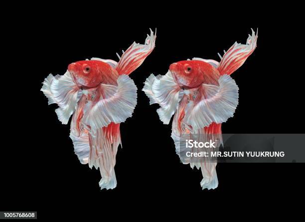 Fish Fighting Beautiful Fish Colorful Fish Fighting Siam Colorful Tail  Prominent Action Good Posture Stock Photo - Download Image Now - iStock