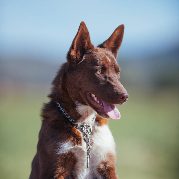 Australian Shepherd and Catahoula mixed-breed dog