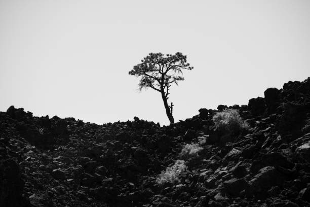 istock tree growing out of lava rock new growth 1005768668