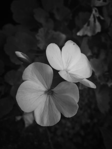 istock Flowers of the garden 1005771314