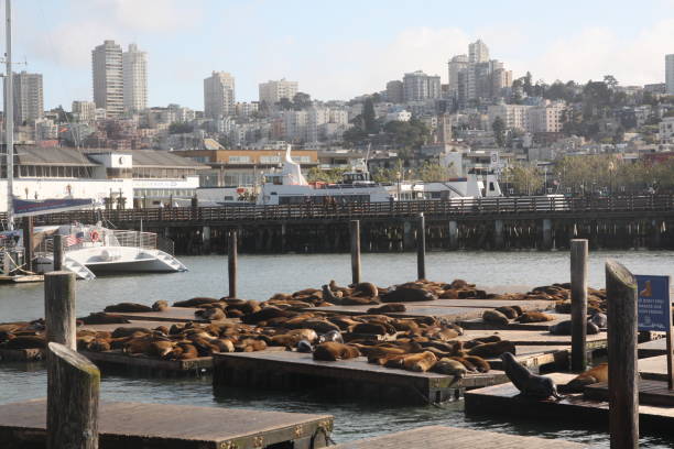 istock Sea lions in Pier 39, San Francisco 1005771406