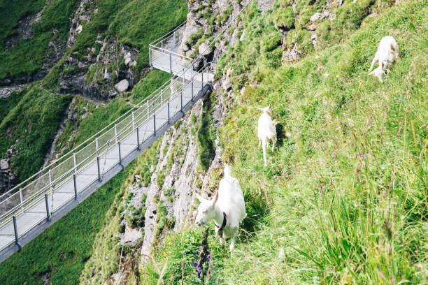 primeiro cliff walk e cabra em grindelwald, suíça - hill grindelwald village landscape - fotografias e filmes do acervo