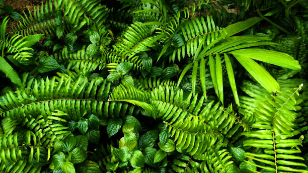 istock Vertical garden with tropical green leaf, contrast 1005800572