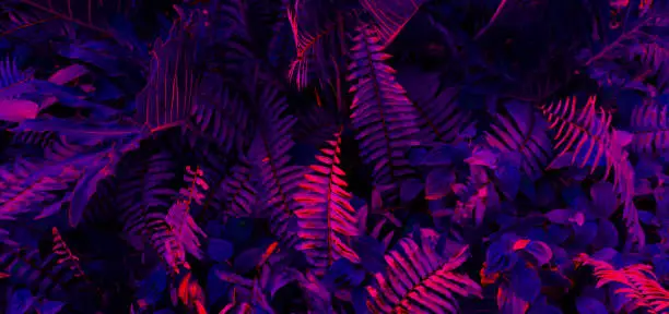 Photo of Tropical leaf forest glow in the black light background. High contrast.