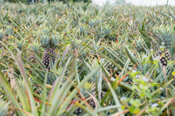 istock Pineapple of farmland in summer. 1005805846