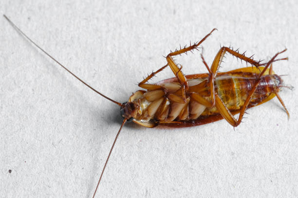 istock close up of cockroach on white background. 1005805970