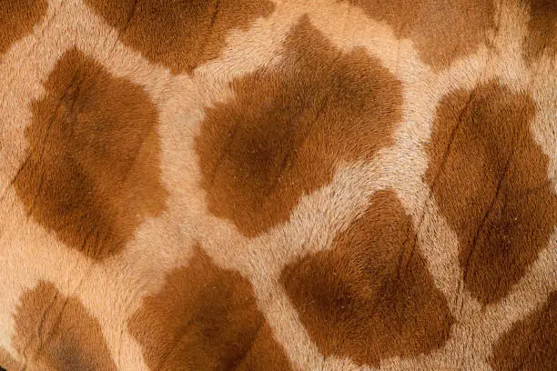 Photo of Giraffe print