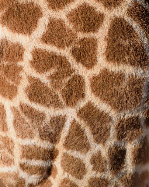 giraffe print - giraffe print imagens e fotografias de stock