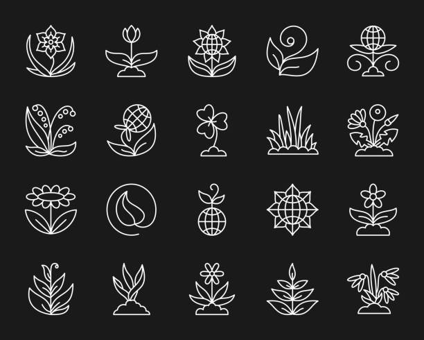 illustrations, cliparts, dessins animés et icônes de jeu de jardin ligne blanche simple icônes vectorielles - chamomile chamomile plant flower herb
