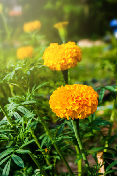istock Marigold flower growing in southern Thailand. 1005814506