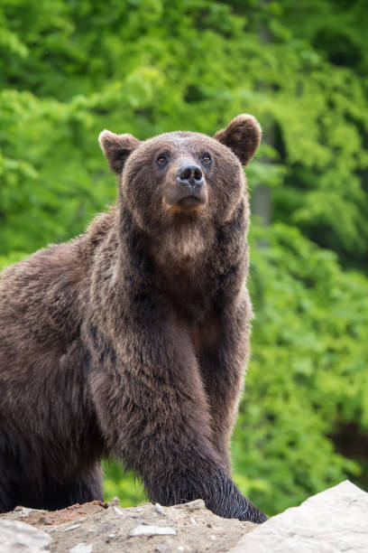 istock European brown bear in a forest landscape 1005815252