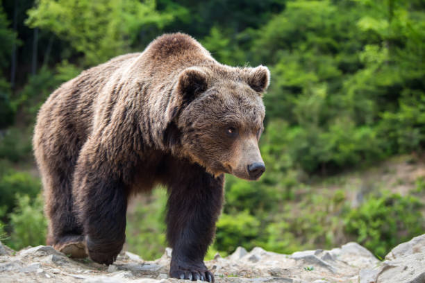 istock European brown bear in a forest landscape 1005815254