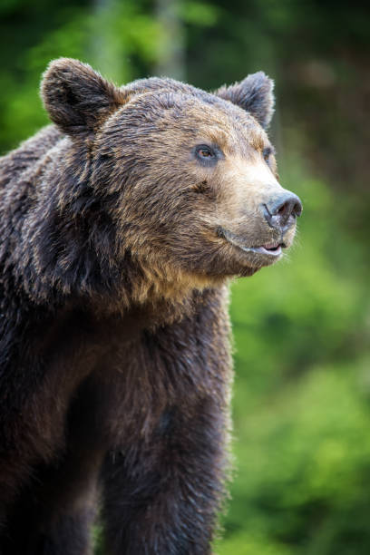 istock Brown bear (Ursus arctos) portrait in forest 1005815274