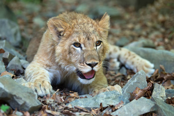 istock Young lion cub in the wild 1005815350