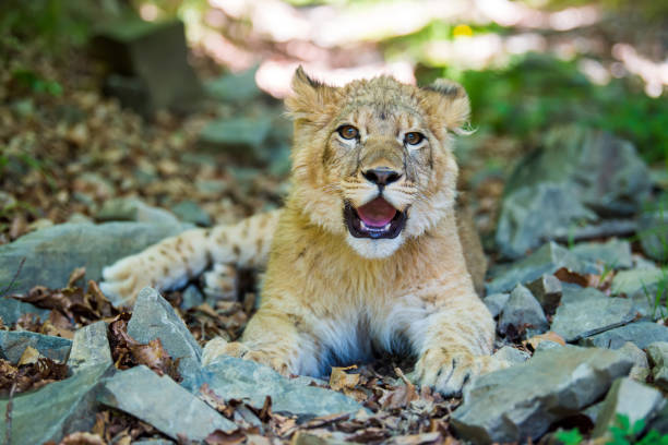 istock Young lion cub in the wild 1005815356
