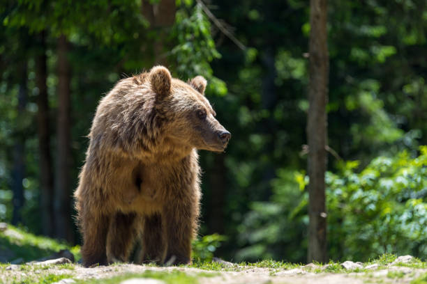 istock European brown bear in a forest landscape 1005815382