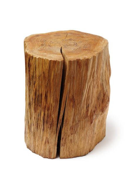 istock Wood log isolated on white background 1005815402