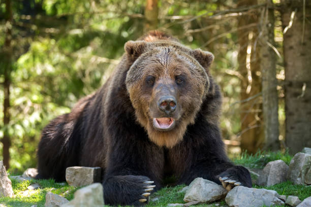 istock European brown bear in a forest landscape 1005815410