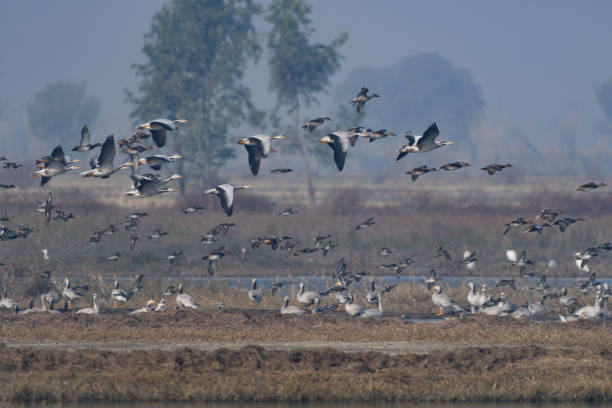 istock flock of water birds 1005817478