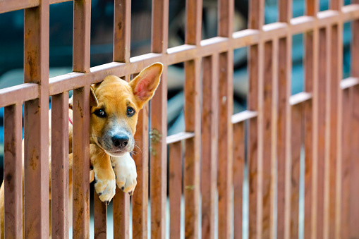 waiting for boss : the dog at the fence door