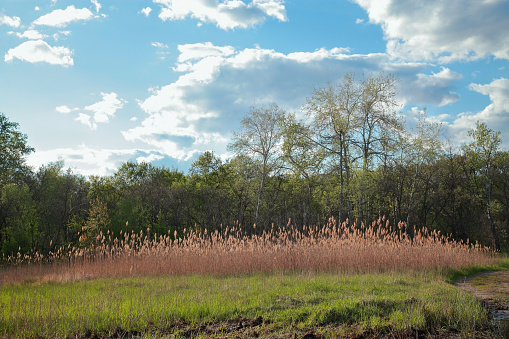 Spring natural landscape - grass, reeds, forest and blue sky with clouds