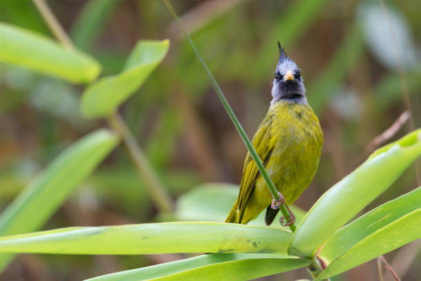 Bird looking at photographer. Crested finchbill bird perching on weed  in highland forest looking straight to camera, front view. thick chicks stock pictures, royalty-free photos & images